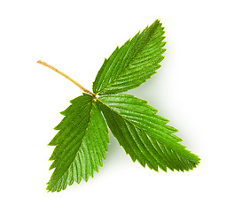 Image showing Wild strawberry leaf rotated