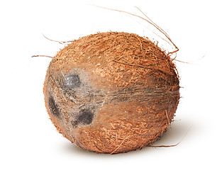 Image showing Closeup of coconut rotated