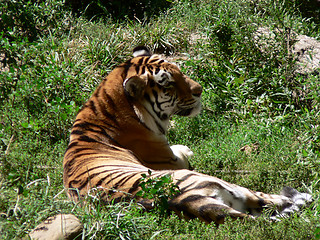 Image showing Tiger 2