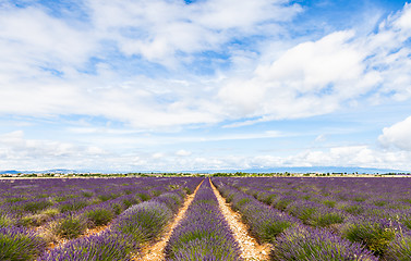 Image showing Lavander field