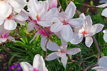 Image showing Pink Magnolia