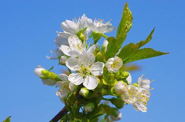Image showing Cherry tree flower