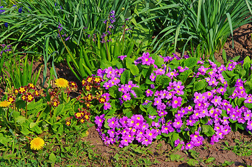 Image showing Flowers in the garden