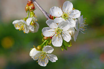 Image showing Cherry flower