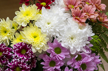 Image showing Colorful Chrysanthemum flowers