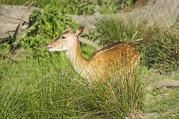 Image showing Young deer