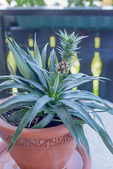 Image showing Ornamental pineapple in a terracotta flowerpot