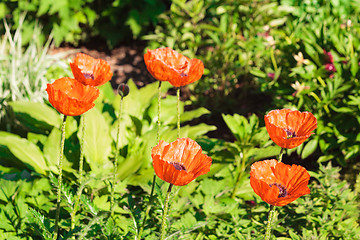 Image showing Close up of red poppies