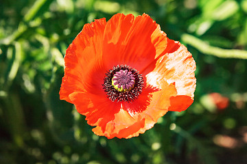 Image showing Single colorful red poppy