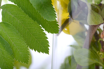 Image showing green leaf background