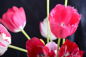 Image showing Close up image of tulip on black, flowers