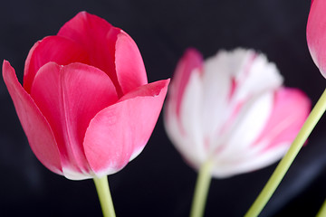 Image showing Red tulips on black, flowers