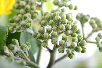 Image showing green leaves background close up