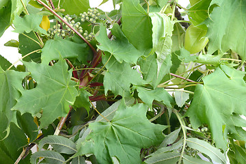 Image showing green leaf background