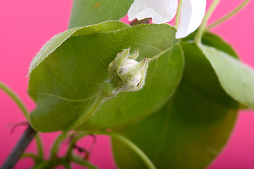 Image showing flower on blossoming apple tree close up in spring