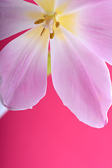 Image showing Close-up single tulip flower