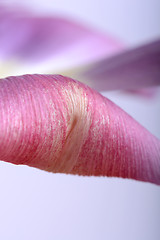 Image showing close up flower
