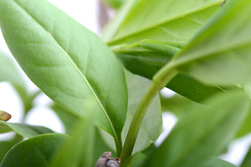 Image showing green leaf background