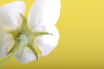 Image showing apple blossoms in spring on white background