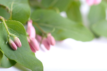 Image showing Green leaves and spring flowers close up 