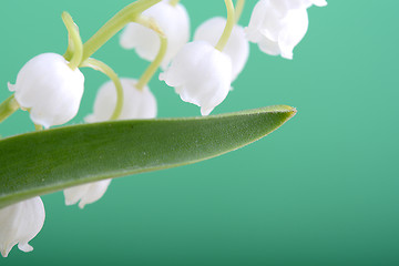 Image showing close up white flowers of lilac