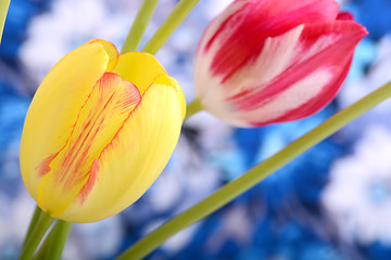 Image showing Yellow tulips close upclose up to red tulips