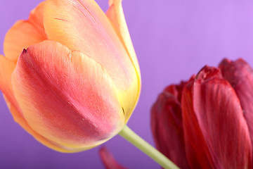 Image showing Beautiful red tulips, close-up flowers