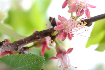 Image showing Spring Cherry blossoms, pink flowers.