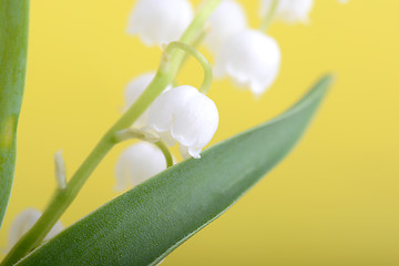 Image showing close up white flowers of lilac