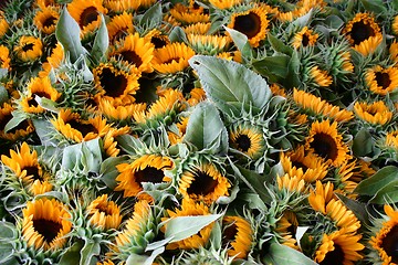 Image showing sunflower on market place