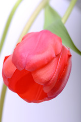 Image showing Close up beautiful red tulip flower