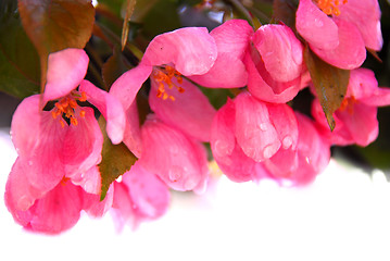 Image showing Apple blossom