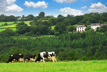 Image showing Cows in a pasture