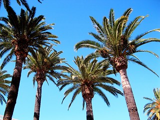 Image showing palm trees