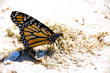 Image showing Monarch butterfly