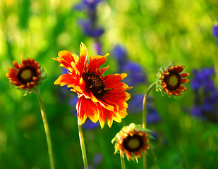 Image showing Indain blanket flowers