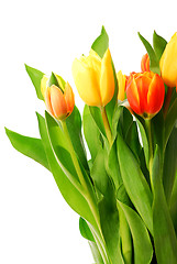 Image showing Tulips