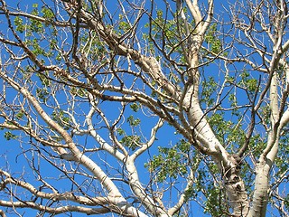 Image showing Birch branches in the blue sky