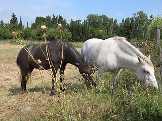 Image showing camargue horses