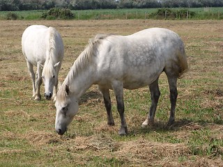 Image showing camargue horses