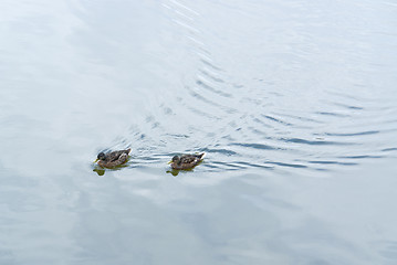 Image showing swimming ducks