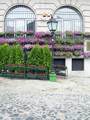 Image showing flower and shrub plant dispaly bohemian quarter of Skadarlija Be