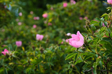 Image showing Bright pink wild rose