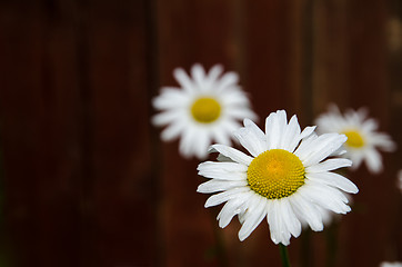 Image showing Fresh white daisy