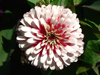 Image showing White and Pink Flower 1