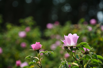 Image showing Shiny pink wild rose