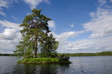 Image showing Big pine tree at small island