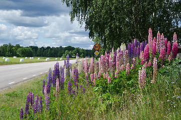 Image showing Countryside with lupines