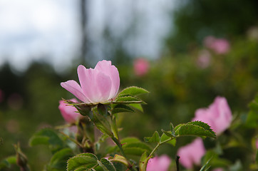 Image showing Pink wild rose closeup