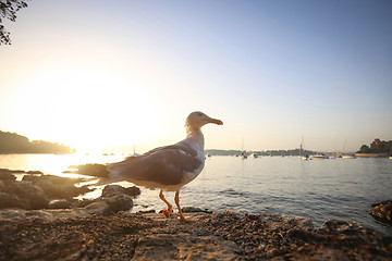 Image showing Seagull at sunset